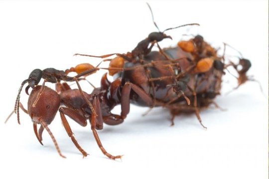 Ant study sheds light on the evolution of workers and queens