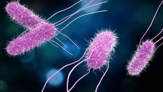 Gut bacteria byproduct protects against Salmonella study finds