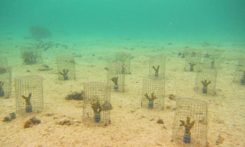 Previously overlooked coral ticks weaken degraded reefs