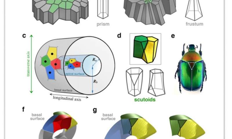 Study reveals new geometric shape used by nature to pack cells efficiently
