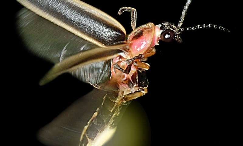 Bat signal Fireflies glow tells bats they taste awful