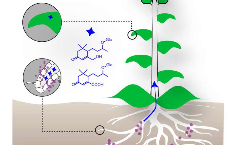Leaf molecules as markers for mycorrhizal associations