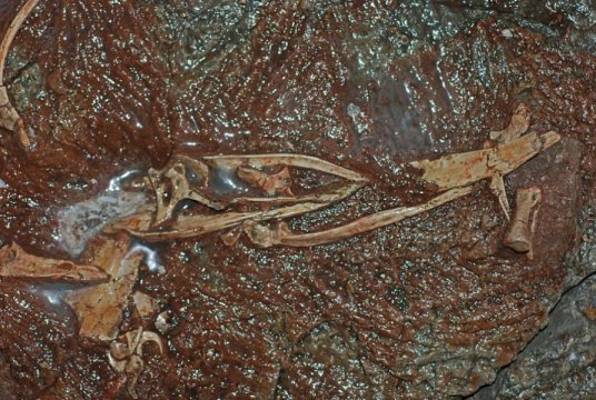 Rare intermediate fossils give researchers insight into evolution of bird like dinosaur