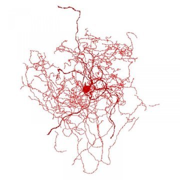 Scientists identify a new kind of human brain cell