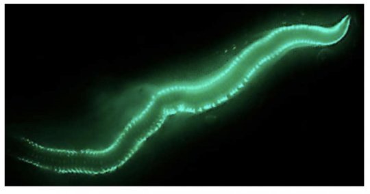 Study illuminates genes behind beautiful glow of Bermuda fireworms