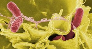 Breakthrough in designing a better Salmonella vaccine