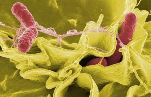 Breakthrough in designing a better Salmonella vaccine Breakthrough in designing a better Salmonella vaccine