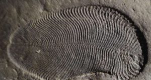 Fat from 558 million years ago reveals earliest known animal