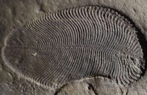 Fat from 558 million years ago reveals earliest known animal Fat from 558 million years ago reveals earliest known animal