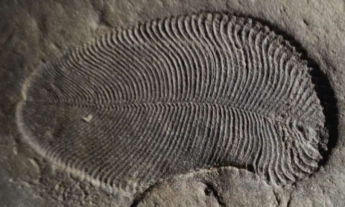 Fat from 558 million years ago reveals earliest known animal Fat from 558 million years ago reveals earliest known animal