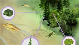 Fossil evidence of large flowering trees in N. America 15 millions years earlier