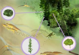 Fossil evidence of large flowering trees in N. America 15 millions years earlier Fossil evidence of large flowering trees in N. America 15 millions years earlier