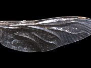 How dragonfly wings get their patterns