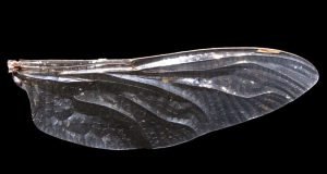 How dragonfly wings get their patterns