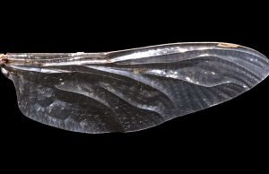 How dragonfly wings get their patterns How dragonfly wings get their patterns