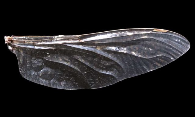 How dragonfly wings get their patterns How dragonfly wings get their patterns