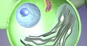 How some algae may survive climate change