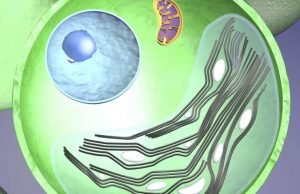 How some algae may survive climate change How some algae may survive climate change