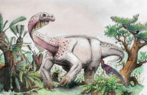 Ledumahadi mafube—South Africa’s new jurassic giant Ledumahadi mafube—South Africas new jurassic giant