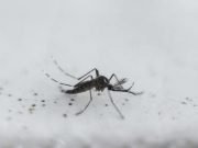 Microplastics may enter foodchain through mosquitoes