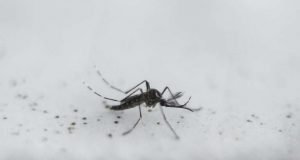 Microplastics may enter foodchain through mosquitoes