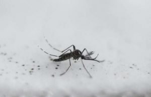 Microplastics may enter foodchain through mosquitoes Microplastics may enter foodchain through mosquitoes