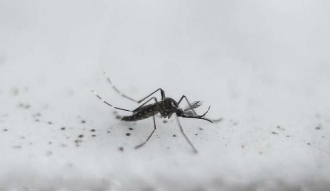 Microplastics may enter foodchain through mosquitoes Microplastics may enter foodchain through mosquitoes