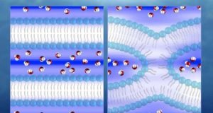 Neutrons produce first direct 3 D maps of water during cell membrane fusion