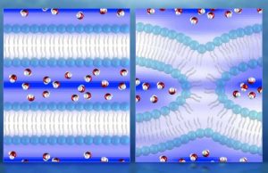 Neutrons produce first direct 3-D maps of water during cell membrane fusion Neutrons produce first direct 3 D maps of water during cell membrane fusion