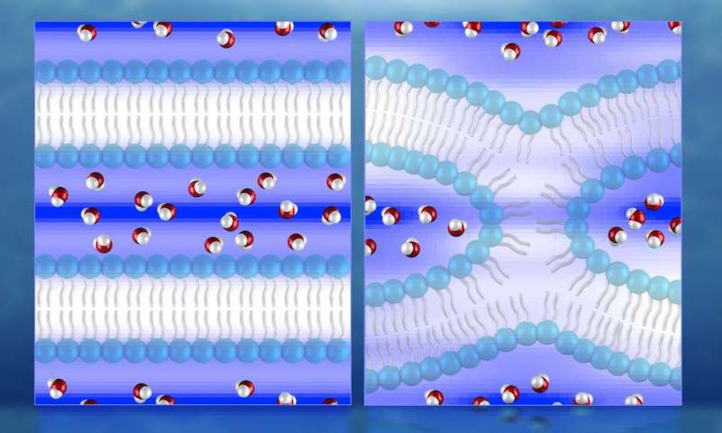 Neutrons produce first direct 3 D maps of water during cell membrane fusion
