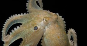 Octopuses given mood drug ecstasy reveal genetic link to evolution of social behaviors in humans