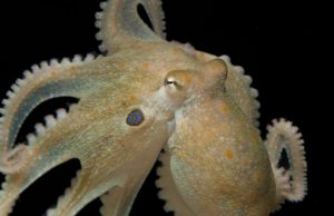 Octopuses given mood drug ‘ecstasy’ reveal genetic link to evolution of social behaviors in humans Octopuses given mood drug ecstasy reveal genetic link to evolution of social behaviors in humans