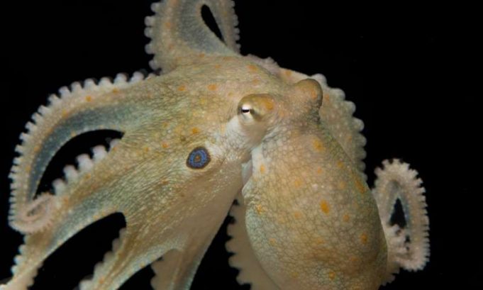 Octopuses given mood drug ‘ecstasy’ reveal genetic link to evolution of social behaviors in humans Octopuses given mood drug ecstasy reveal genetic link to evolution of social behaviors in humans