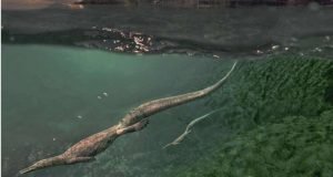 Oldest known aquatic reptiles probably spent time on land