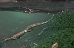 Oldest-known aquatic reptiles probably spent time on land Oldest known aquatic reptiles probably spent time on land