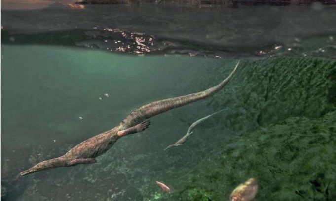 Oldest known aquatic reptiles probably spent time on land