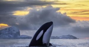 PCB pollution threatens to wipe out killer whales