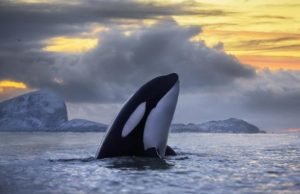 PCB pollution threatens to wipe out killer whales PCB pollution threatens to wipe out killer whales