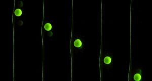 Particles surf their own waves reveal how microbes and cells move through human body