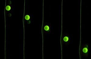 Particles surf their own waves, reveal how microbes and cells move through human body Particles surf their own waves reveal how microbes and cells move through human body