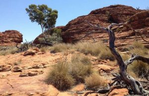 Research finds Aboriginals lived in Western Desert 50,000 years ago Research finds Aboriginals lived in Western Desert 50000 years ago