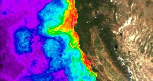 Scientists discover genetic basis for how harmful algal blooms become toxic