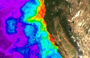 Scientists discover genetic basis for how harmful algal blooms become toxic Scientists discover genetic basis for how harmful algal blooms become toxic