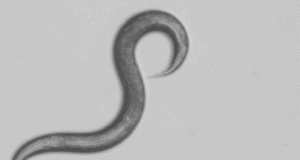 Scientists investigate how DEET confuses countless critters