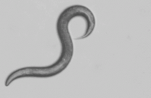 Scientists investigate how DEET confuses countless critters Scientists investigate how DEET confuses countless critters