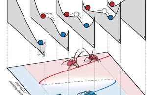 Social animals have tipping points, too Social animals have tipping points too