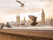 Study finds people flock or behave similarly to others despite reasoning abilities