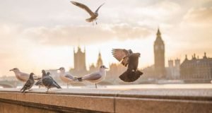 Study finds people flock or behave similarly to others despite reasoning abilities