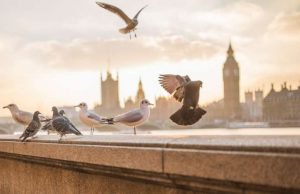 Study finds people flock, or behave similarly to others, despite reasoning abilities Study finds people flock or behave similarly to others despite reasoning abilities