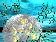 Synthetic organelle shows how tiny puddle organs in our cells work